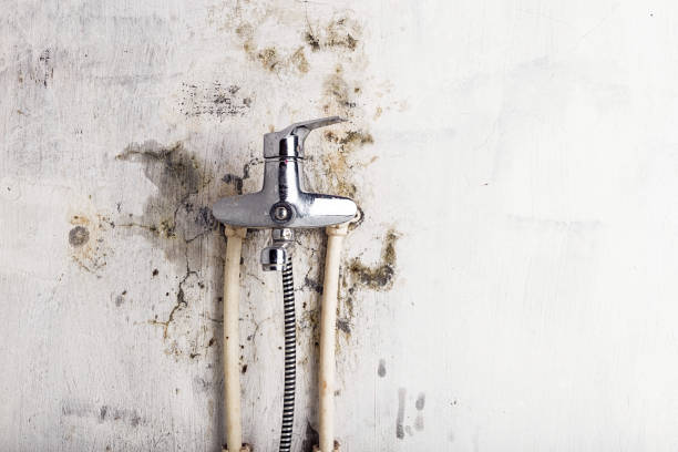 Mold Testing and Removal in Dundas, MN