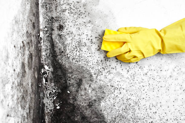 Best Certified Mold Removal  in Dundas, MN