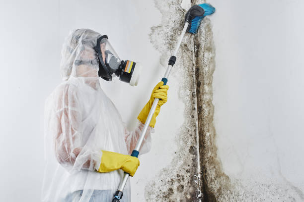 Mold Removal and Inspection in Dundas, MN