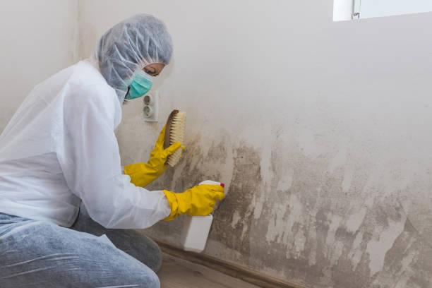 Mold Removal and Inspection in Dundas, MN