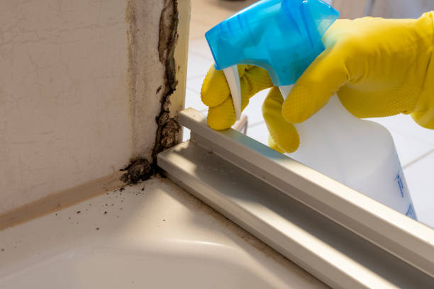 Best Attic Mold Removal  in Dundas, MN