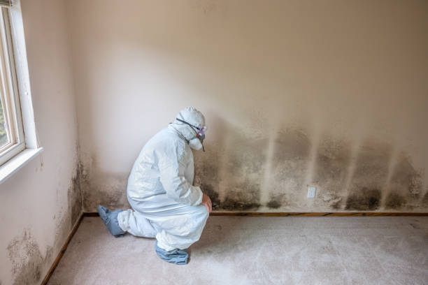 Professional Mold Removal in Dundas, MN