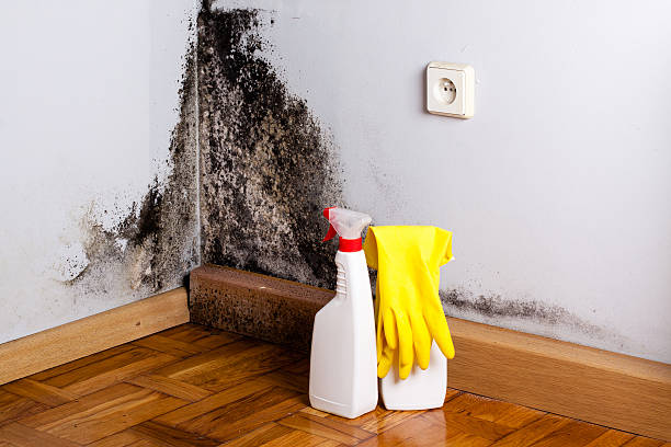 Best Crawl Space Mold Removal  in Dundas, MN