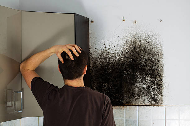 Best Black Mold Removal  in Dundas, MN